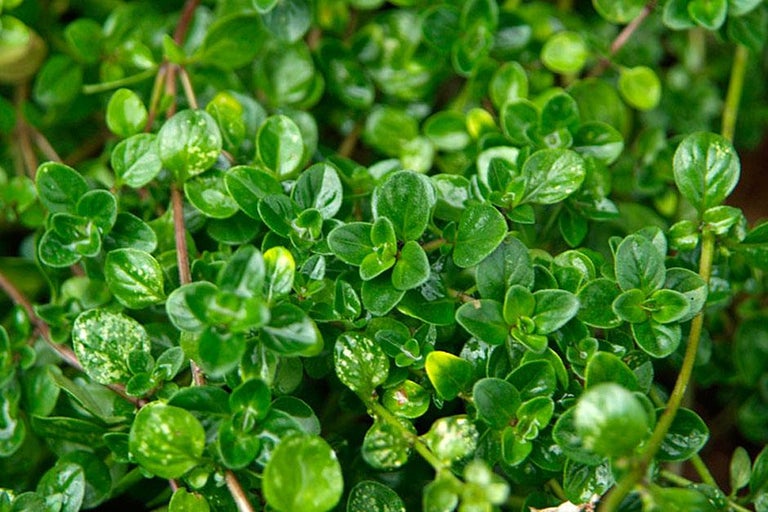 Buy thyme at RHSplants.co.uk