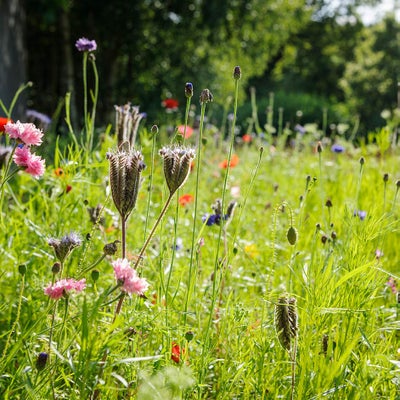 Most wildflowers like a sunny spot, but there are options for light shade too
