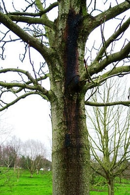 Horse chestnut bleeding canker