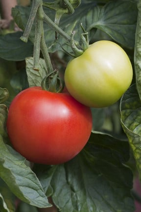 F<sub>1</sub> hybrids