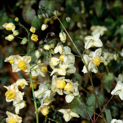 <i>Epimedium</i> × <i>versicolor</i> ‘Sulphureum’ does well in dry shade