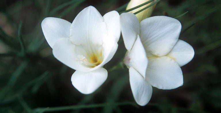 Freesia