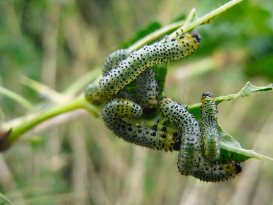 Common gooseberry sawfly (<i>Euura ribesii</i>) on Gooseberry (<i>Ribes uva-crispa</i>). Credit: 911±¬ÁÏ/Entomology