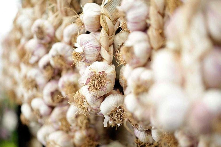Buy garlic at RHSplants.co.uk