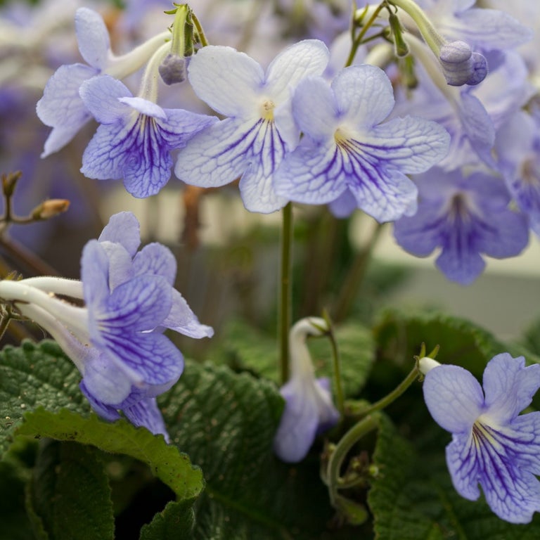 Streptocarpus