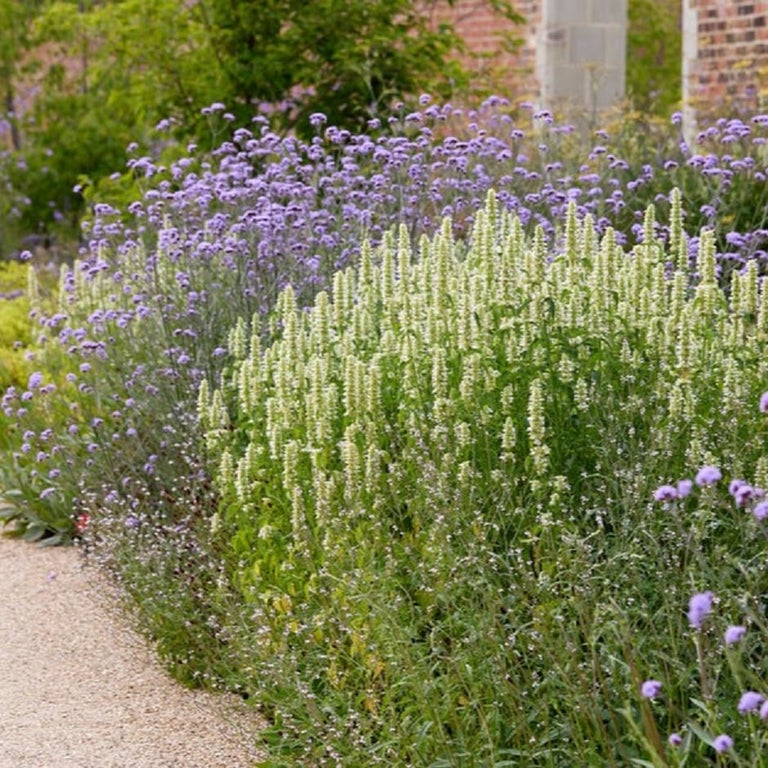 Plants for slope stabilisation in sun