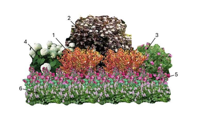 Plants for fluctuating wet and dry soils