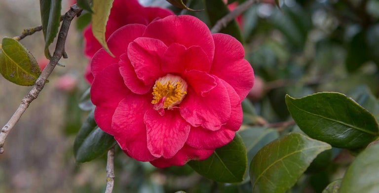 Camellia