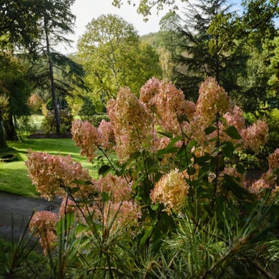 Hydrangeas enjoy partial shade