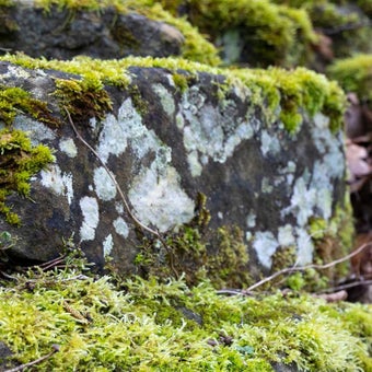 Algae, lichens, liverworts and mosses