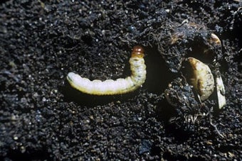 Swift moth caterpillars