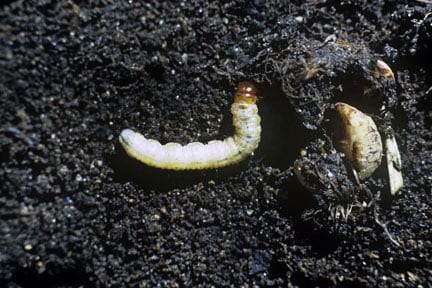 Swift moth caterpillars