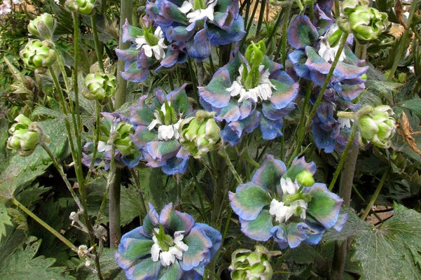 Phytoplasma causing greening (virescence) in flowers of delphinium