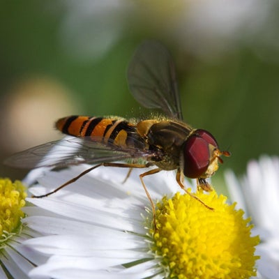 Hoverfly on daisy