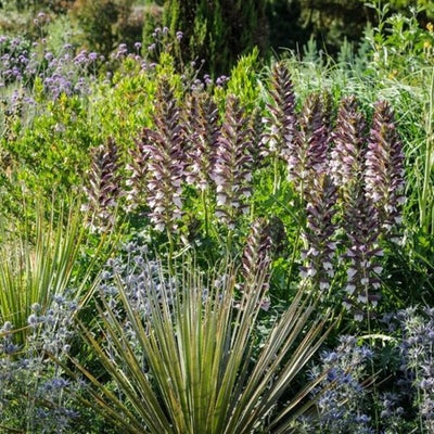 Plants for sandy soils