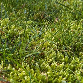 Moss in lawns