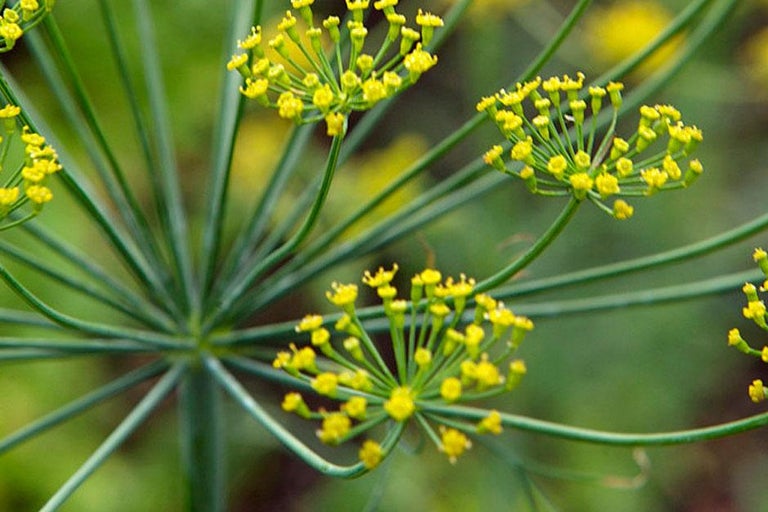 Buy dill at RHSplants.co.uk