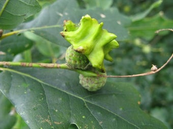 Oak gall wasps