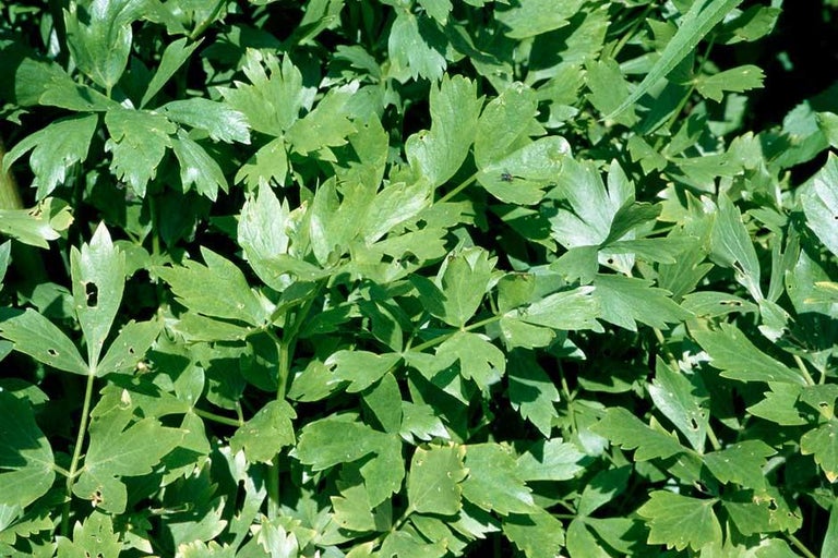 Buy lovage at RHSplants.co.uk