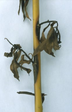 Trees and shrubs: scab diseases