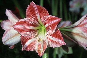 Hippeastrum