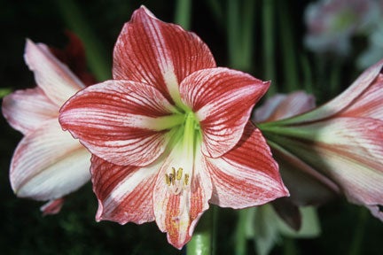 Hippeastrum