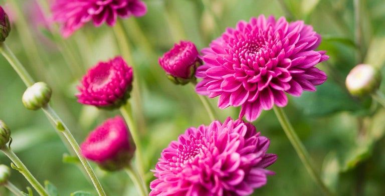Chrysanthemum