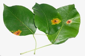 Pear rust