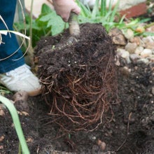 Planting a pot bound tree