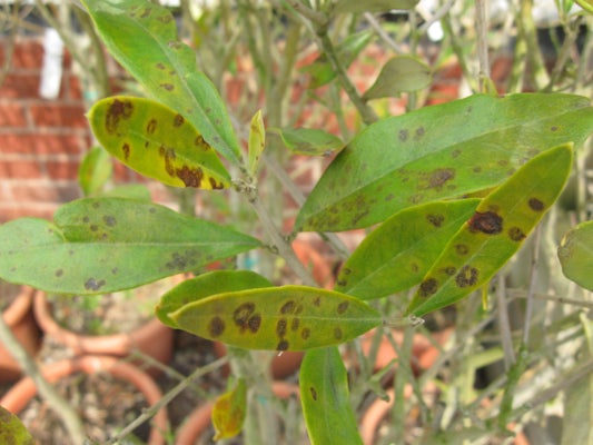 Olive scab. Image: John Scrace