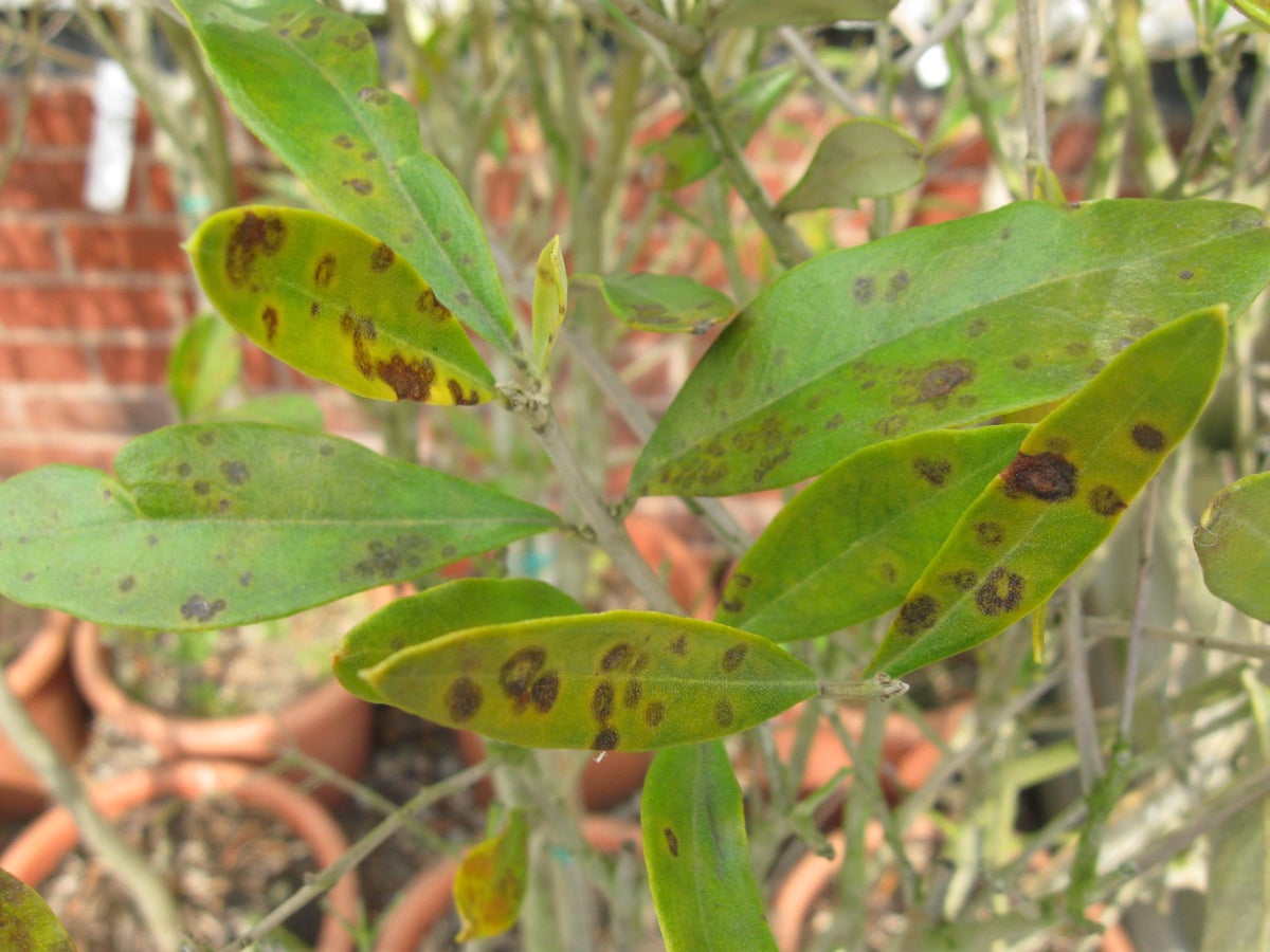 Olive scab. Image: John Scrace