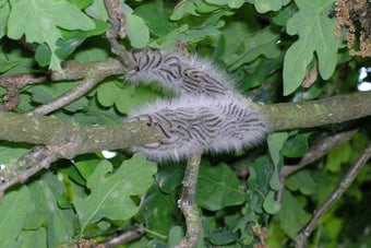 Oak processionary moth