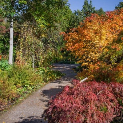 Feathery foliage creates texture and lightness