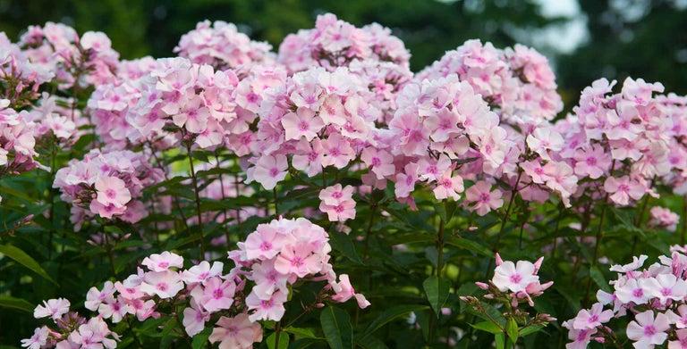 Border phlox