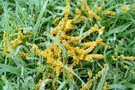 Slime mould on a lawn. Image: 911±¬ÁÏ, Horticultural Science