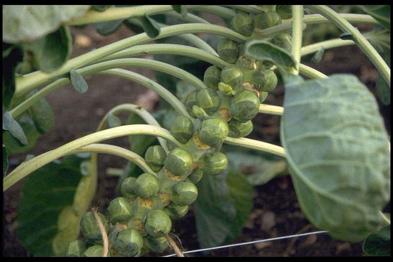 Buy brussels sprouts at RHSplants.co.uk