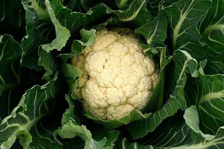 Buy cauliflowers at RHSplants.co.uk