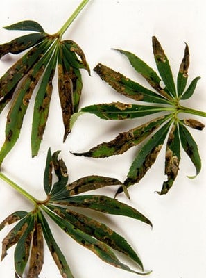 Hellebore leaf miner <EM>Phytomyza hellebori</EM>