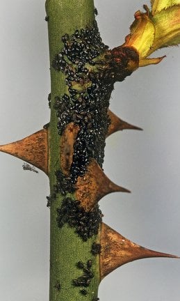 Rose root aphids