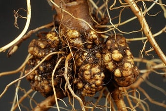 Crown gall