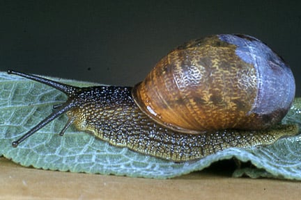 Snail