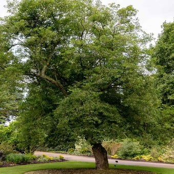 Tree Preservation Orders