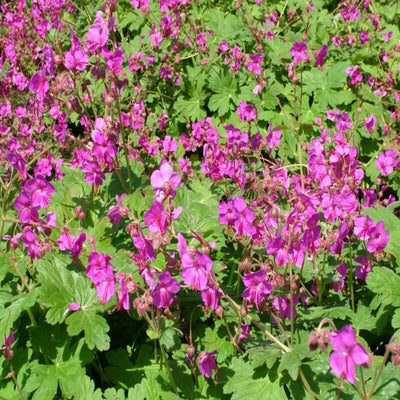 <i>Geranium macrorrhizum</i> 'Bevan's Variety' is an excellent plant for pollinators