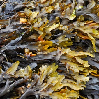 Seaweed products