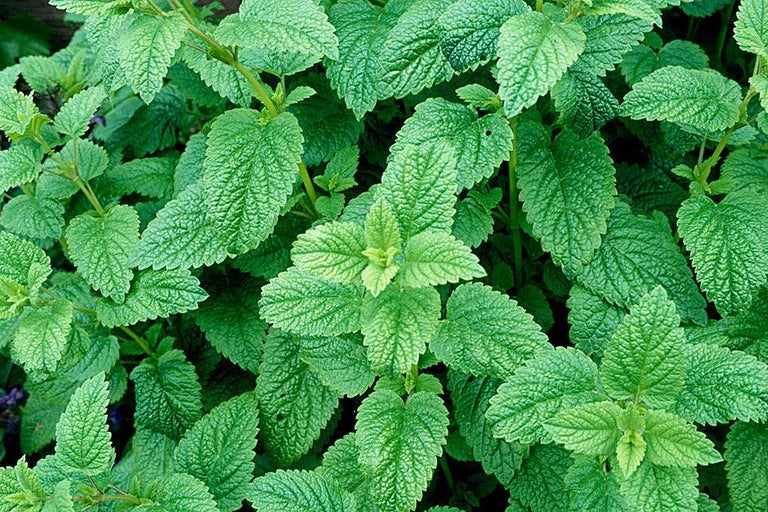 Buy lemon balm at RHSplants.co.uk
