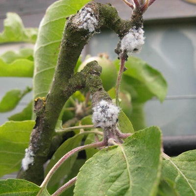 Woolly aphid (<em>Eriosoma lanigerum</em>) on <EM>Malus domestica</EM>.