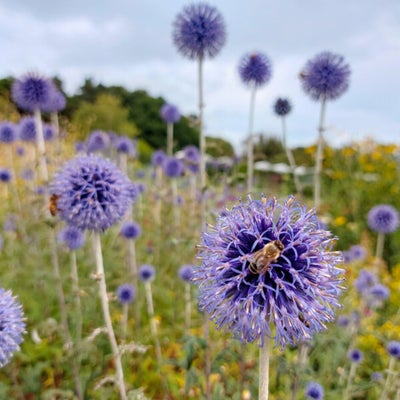 <i>Echinops bannaticus</i> 'Blue Globe' is an excellent plant for pollinators