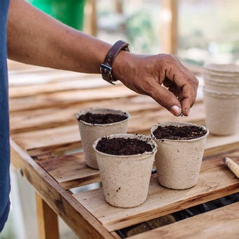 How to sow seeds indoors