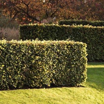Hedges with environmental benefits
