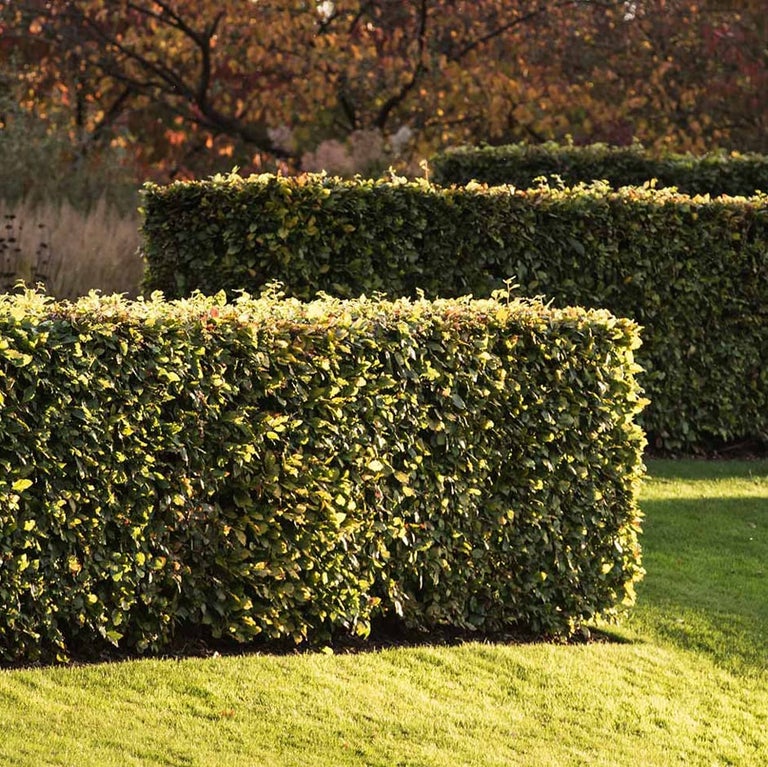 Hedges with environmental benefits